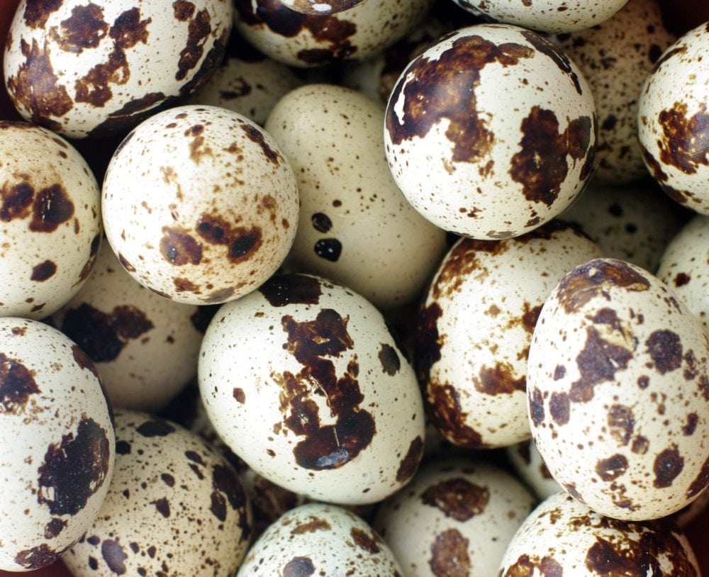 Eggs with brown spots